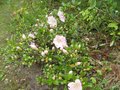 vignette Rhododendron Satsuki au 28 05 09