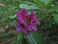 vignette Rhododendron Purple splendour en fin de floraison au 28 05 09