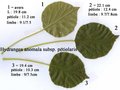 vignette Hydrangea petiolaris = Hydrangea anomala subsp. ptiolaris, hydrangea grimpant, 