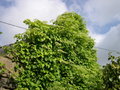 vignette Hydrangea petiolaris = Hydrangea anomala subsp. pétiolaris, hydrangea grimpant, 