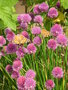 vignette Allium schoenoprasum - Ciboulette et Papillons Belle Dame
