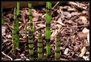 vignette bambou jardinire