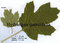 vignette Hydrangea quercifolia, feuilles
