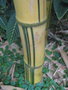 vignette Bambusa vulgaris 'Vittata'