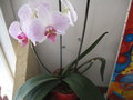 vignette phalaenopsis (orchide)