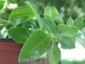 vignette Aptenia Cordifolia