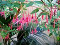 vignette Fuchsia magellanica riccartonii