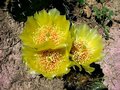vignette Opuntia cymochila var. montana