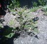 vignette brugmansia sans feuilles