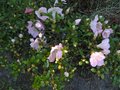vignette Rhododendron Satsuki au 30 05 09