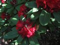 vignette Rhododendron Leo au 30 05 09