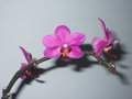 vignette Orchide Fuschia