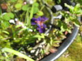 vignette iris au bassin