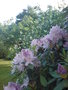 vignette Rhododendron + seringat