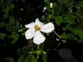 vignette Gardenia jasminoides 'Kleim's Hardy'