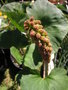 vignette Gunnera perpensa