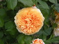 vignette rose austin