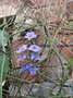 vignette thunbergia grandiflora en grappe