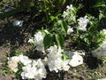 vignette seringat ou philadelphus