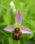 vignette Ophrys abeille , Ophrys apifera ,Orchide sauvage