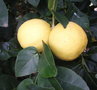 vignette Citrus limon (Citronnier)