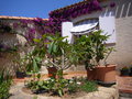 vignette tiar,plumerias,bougainville