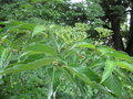 vignette Cornus macrophylla