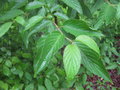 vignette Cornus macrophylla