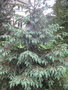 vignette Picea chihuahuana