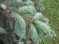 vignette Picea chihuahuana