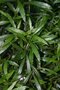 vignette Laurus nobilis f. angustifolia