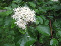 vignette Cornus darvasica