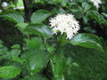 vignette Cornus darvasica