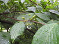 vignette Cornus officinalis