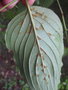 vignette Cornus officinalis