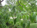 vignette Cornus wilsoniana