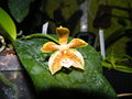 vignette phalaenopsis man force