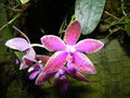 vignette phalaenopsis lueddemanniana