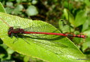 vignette La Petite Nymphe au Corps de Feu ( Pyrrhosoma nymphula ) ♂