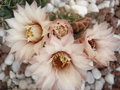 vignette Gymnocalycium sp