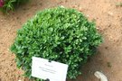 vignette Buxus sempervirens 'Minima Glauca'