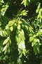 vignette Buxus sempervirens 'Planifolia'