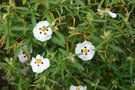 vignette Cistus 'Alan Frad'