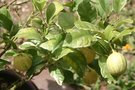 vignette Citrus sinensis 'Variegata'