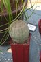 vignette Euphorbia obesa