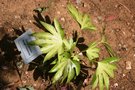 vignette Fatsia japonica 'Golden Handshake' ?