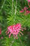 vignette Grevillea rosmarinifolia