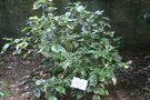 vignette Hedera algeriensis 'Gloire de Marengo' forme adulte