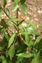 vignette Hedera nepalensis var. nepalensis