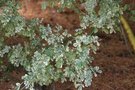 vignette Coronilla valentina ssp. glauca 'Variegata'